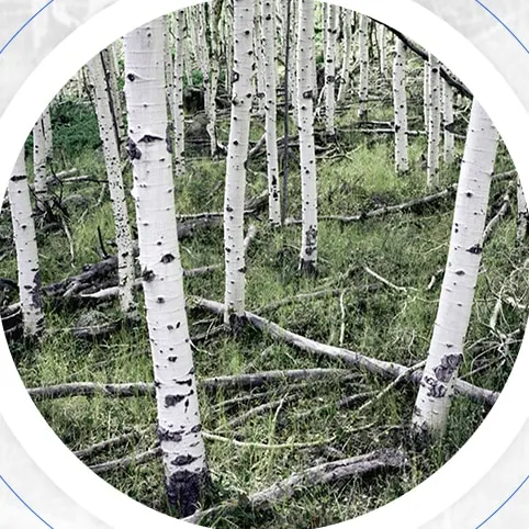 미국 유타주의 사시나무 군락 Pando
